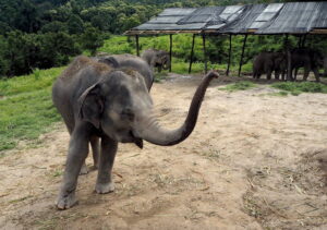 elephant jungle chiang mai